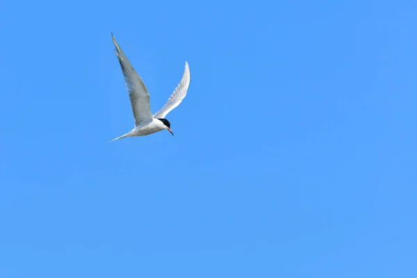 Tern Sterna Hirundo Kuşu Kanatlarını Açıp Gökyüzünde Uçan Kuş Görünümü — Stok fotoğraf