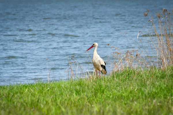 Bocian Biały Ciconia Ciconia Duży Ptak Brodzący Stoi Skraju Jeziora — Zdjęcie stockowe