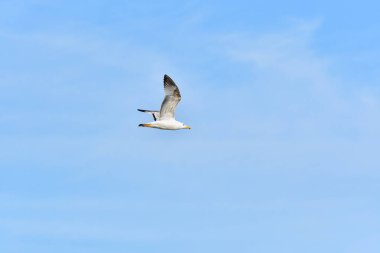 Ringa martı (Larus argentatus) su kuşu, gökyüzünde beyaz kuşlar uçar. Aşağıdan görüntüle.