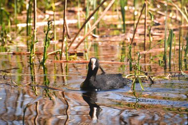 Su aygırı (Fulica atra) gölün kenarındaki sazlıklar arasında yiyecek aramak için yüzer..