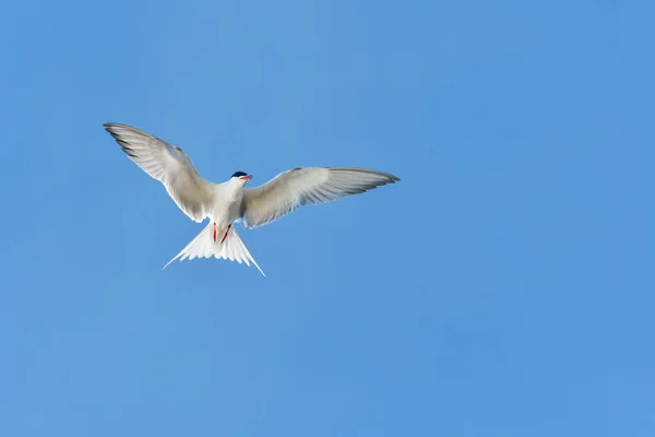 Tern Comum Sterna Hirundo Pássaro Aquático Moscas Pássaro Céu Com — Fotografia de Stock