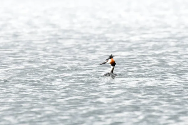 Stor Crested Grebe Podiceps Cristatus Vatten Fågel Simmar Det Lugna — Stockfoto