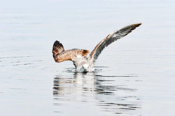 Die Möwe Larus Argentatus Ein Wasservögel Wäscht Sich Ruhigen Wasser — Stockfoto