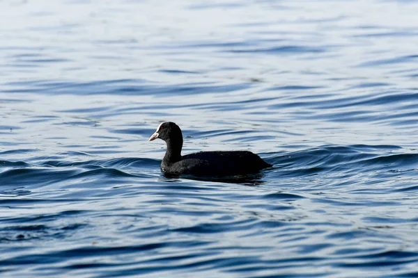 Кот Fulica Atra Черная Водоплавающая Птица Плавает Спокойной Воде Пруда — стоковое фото