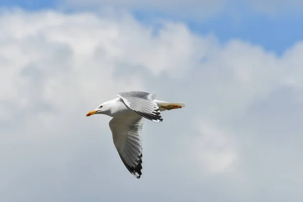 Arenque Gull Larus Argentatus Pássaro Água Voa Céu — Fotografia de Stock
