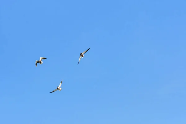 Ohar Tadorna Tadorna Three Birds Two Female One Male Flying — Stock Photo, Image