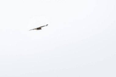 Yaygın bir akbaba (Buteo buteo) - yiyecek aramak için havada uçan büyük bir yırtıcı kuş.