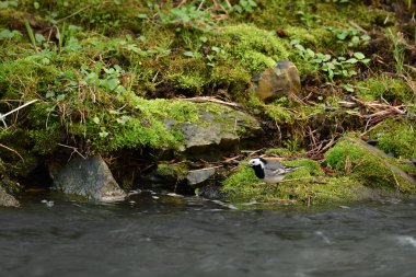 Beyaz kuyruklu (Motacilla alba) küçük bir kuş nehrin kayalık kıyısında yürür ve yiyecek arar..