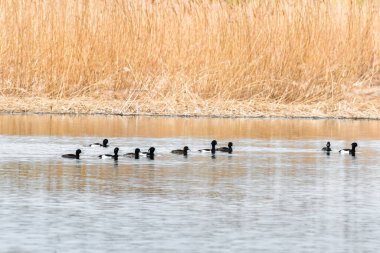 Tüylü ördek (Aythya fuligula) su kuşu, gölün sakin sularında yüzen küçük bir sürü. Yetişkin erkek, beyaz kanatlar dışında tamamen siyah, dişi ise kahverengi..