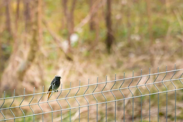 Zwarte Roodstaart Phoenicurus Ochruros Vogeltje Zittend Een Hek — Stockfoto
