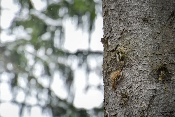 Eurasian Treecreeper Certhia Familiaris Pequeno Pássaro Caminha Sobre Tronco Árvore — Fotografia de Stock
