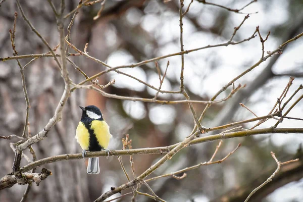 Great Tit Parus Major Little Bird Sitting Tree Branch — стоковое фото