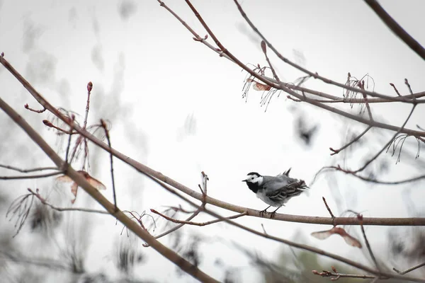 Cauda Branca Motacilla Alba Pequeno Pássaro Sentado Galho Árvore — Fotografia de Stock