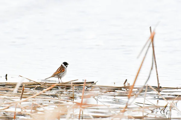 Common Reed Bunting Schoeniclus Schoeniclus Small Bird Sitting Dry Reed — Stock Photo, Image