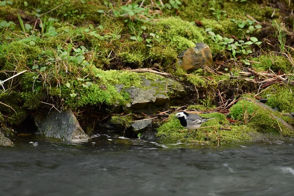 Coda Bianca Motacilla Alba Uccellino Cammina Sulla Riva Rocciosa Del — Foto Stock