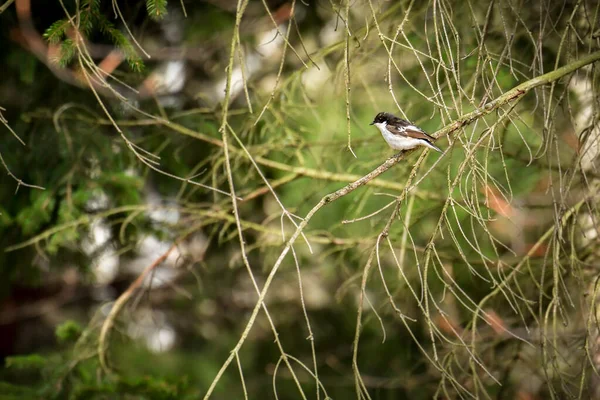 Apanhador Moscas Ficedula Albicollis Pequeno Pássaro Sentado Galho Árvore — Fotografia de Stock