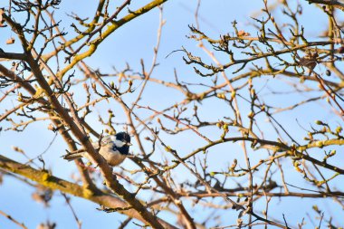Marsh tit (Poecile palustris) little bird sitting on a tree branch.
