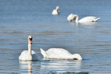 Büyük bir su kuşu olan sessiz kuğu (Cygnus olor) sakin göl suyunda yüzer ve su altında yiyecek arar..