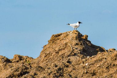 Siyah başlı martı (Chroicocephalus ridibundus) su kuşu yerde durur ve etrafına bakar..