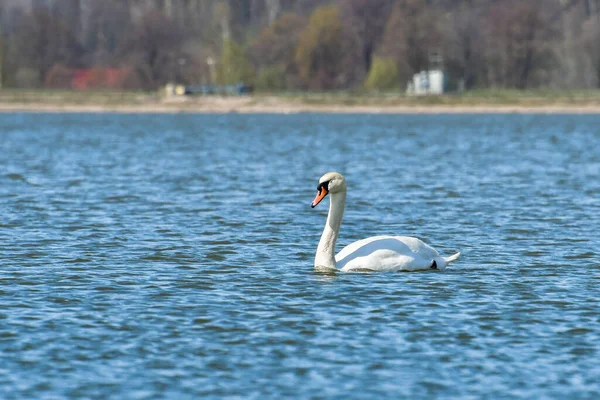 Cygne Muet Cygnus Olor Grand Oiseau Aquatique Nage Dans Eau — Photo