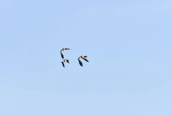 Ohar Tadorna Tadorna Trois Oiseaux Deux Femelles Mâle Volent Dans — Photo