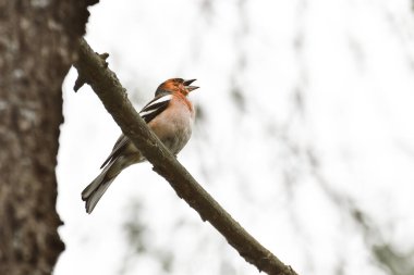 Chaffinch (Fringilla coelebs) küçük bir kuş bir dala oturur ve şarkı söyler.
