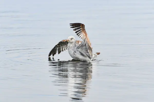 Die Möwe Larus Argentatus Ein Wasservögel Wäscht Sich Ruhigen Wasser — Stockfoto