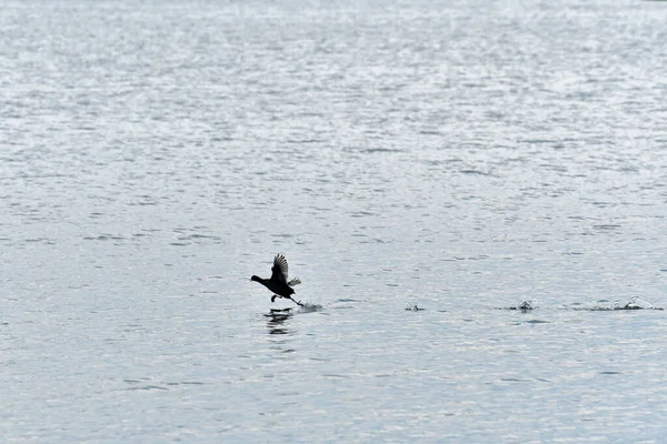 Coot Fulica Atra Ptak Wodny Wystraszony Ptak Biegnie Przez Wodę — Zdjęcie stockowe