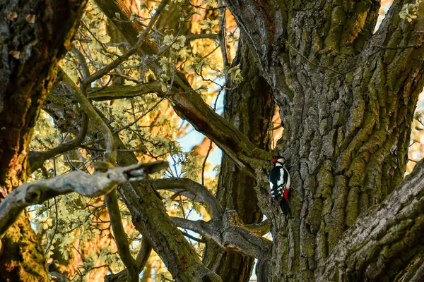 Hombre Gran Pájaro Carpintero Manchado Dendrocopos Major Sienta Árbol Viejo — Foto de Stock