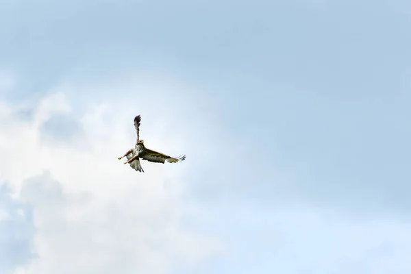 Buzzard Buteo Buteo Bird Prey Circling Sky Search Food — Stock Photo, Image