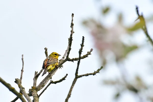 Eurasiática Yellowhammer Emberiza Citrinella Pequeño Pájaro Sentado Una Rama Árbol —  Fotos de Stock