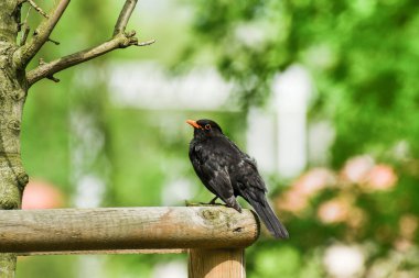 Karatavuk (Turdus merula), bir dalda oturan orta büyüklükte bir kuş türüdür..