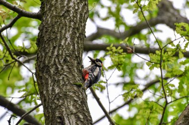 Büyük benekli ağaçkakan (Dendrocopos major) erkek, ormanda yüksek bir ağaç gövdesinde oturur ve böcekleri gagasına kadar yakalar..