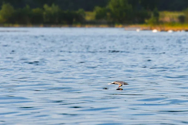 Seeschwalbe Sterna Hirundo Fliegt Tief Über Das Wasser Und Versucht — Stockfoto