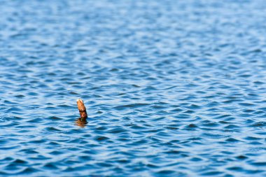 Kırık bir dal suyun üzerinde süzülür, gölün üzerinde hafifçe dalgalanan su.