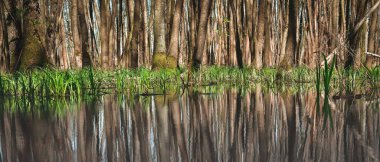 Sulak alandaki ağaç gövdeleri suya yansır..