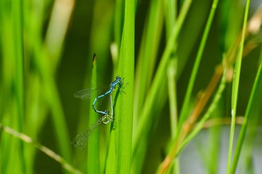 Mavi ve yeşil bir yusufçuk göletin kenarında yeşil bir yaprağın üzerinde çiftleşir..