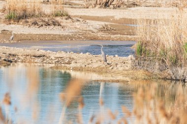 Gri renkli balıkçıl (