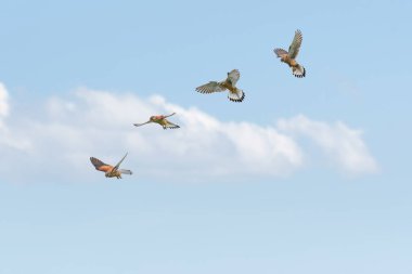 Yaygın kerkenez (Falco tinnunculus), sivri gagalı, uçma aşamalı orta büyüklükte bir yırtıcı kuş türüdür..
