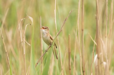 Büyük sazlık bülbülü (