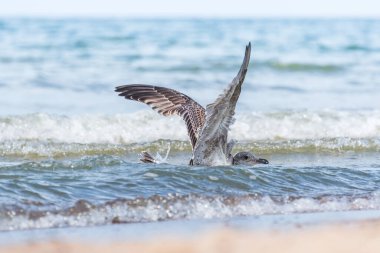 Avrupa ringa martısı (Larus argentatus), tüyleri hafif, yavru bir su kuşu olan büyük bir su kuşu türüdür..