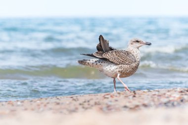 Avrupa ringa martısı (Larus argentatus), tüyleri açık renkli, yavru bir su kuşu türüdür ve güneşli bir günde deniz kenarında bir sahilde yürür..