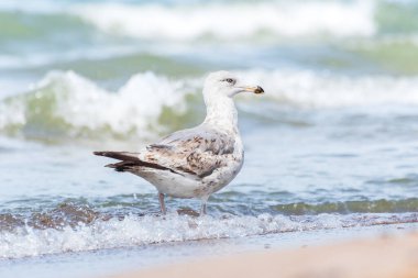 Avrupa ringa martısı (Larus argentatus), tüyleri açık renkli, yavru bir su kuşu türüdür ve güneşli bir günde deniz kenarında bir sahilde yürür..