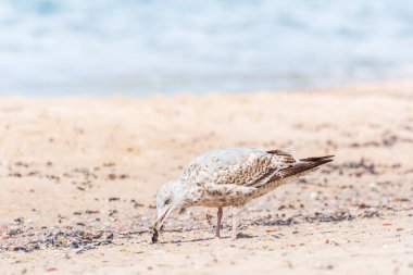 Avrupa ringa martısı (Larus argentatus), tüyleri açık renkli, yavru bir su kuşu türüdür ve güneşli bir günde deniz kenarında yürür ve kabuklu deniz hayvanı yer..