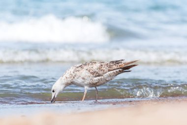 Avrupa ringa martısı (Larus argentatus), tüyleri açık renkli, yavru bir su kuşu türüdür ve güneşli bir günde deniz kenarında yürür ve kabuklu deniz hayvanı yer..