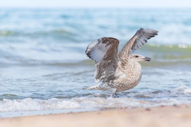 Avrupa ringa martısı (Larus argentatus), tüyleri açık renkli, yavru bir su kuşu türüdür ve güneşli bir günde deniz kenarında bir sahilde yürür..