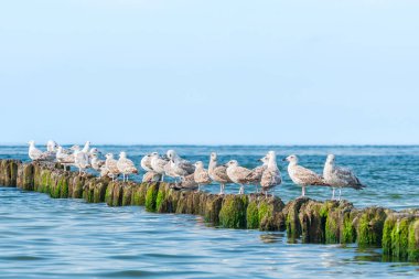 Avrupa ringa martısı (Larus argentatus) parlak tüylü ve keskin gagalı büyük bir su kuşu türüdür, hayvanlar güneşli bir günde deniz kıyısındaki ahşap bir dalgakıranda otururlar..