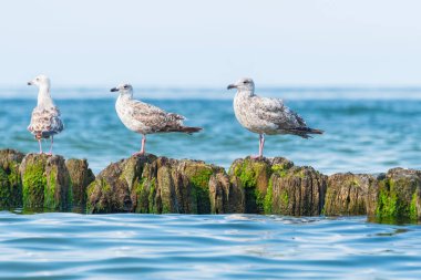 Avrupa ringa martısı (Larus argentatus) parlak tüylü ve keskin gagalı büyük bir su kuşu türüdür, hayvanlar güneşli bir günde deniz kıyısındaki ahşap bir dalgakıranda otururlar..