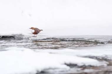 Beyaz boğazlı dipper (Cinclus cinclus) beyaz ve kahverengi tüylü küçük bir kuş, soğuk bir kış gününde donmuş bir nehirde beyaz buzun üzerinde durur..