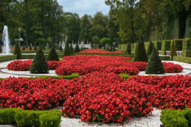 Wilanow Sarayı bahçesinde çiçek